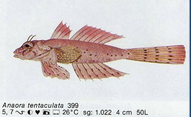 Anaora tentaculata